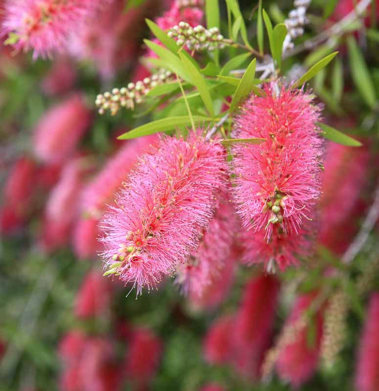 Pink Bottlebrush Flower Seeds for Planting – Heirloom Non-GMO Garden Seeds