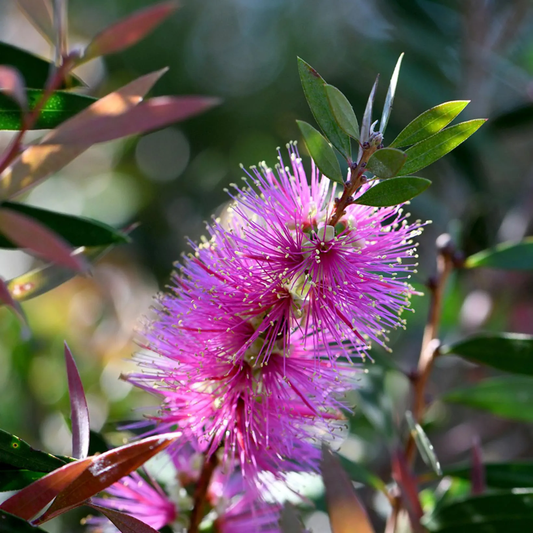 Callistemon Violaceus flower seeds