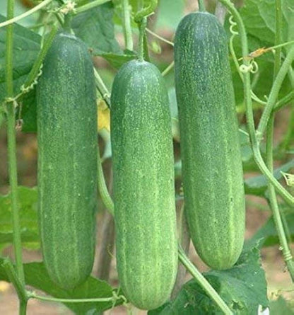 Calypso Cucumber Vegetable Seeds for Planting – Heirloom Non-GMO Garden Seeds