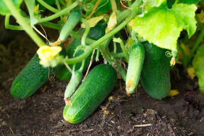 Calypso Cucumber Seeds