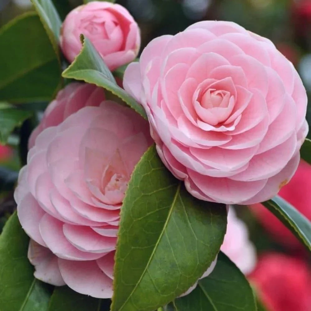 Camellia flower seeds