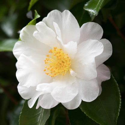 White Camellia Flower Seeds for Planting with elegant white camellia blooms