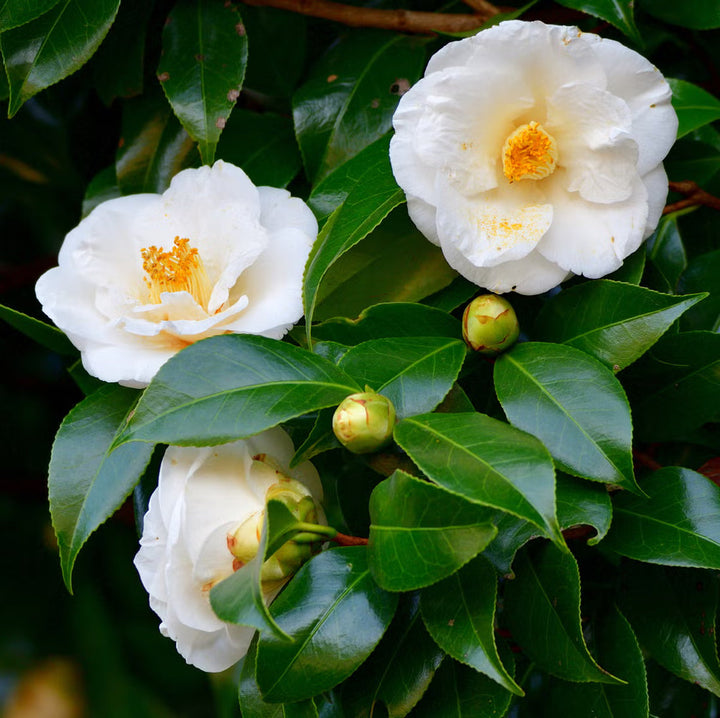 Camellia White flower seeds