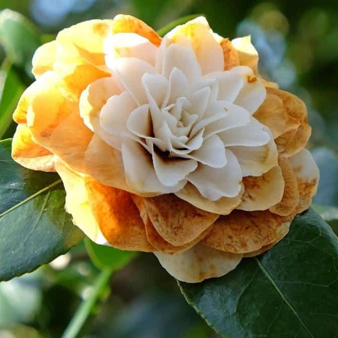 Brown Camellia flower seeds