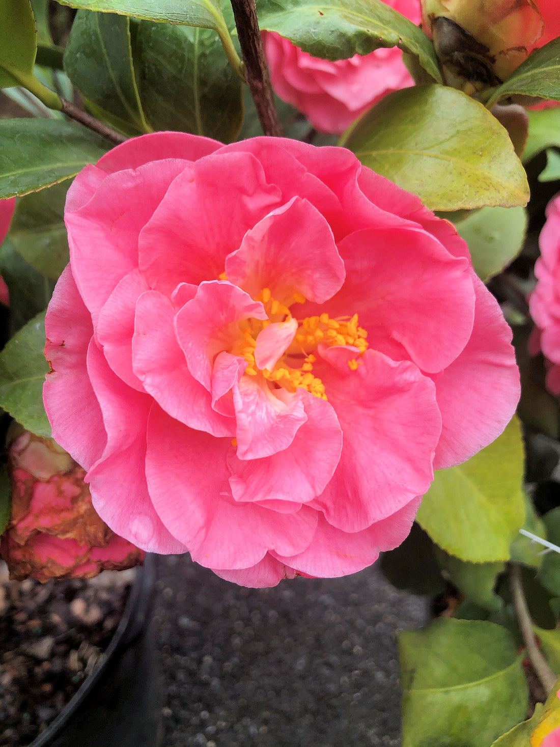Pink Orange flower seeds