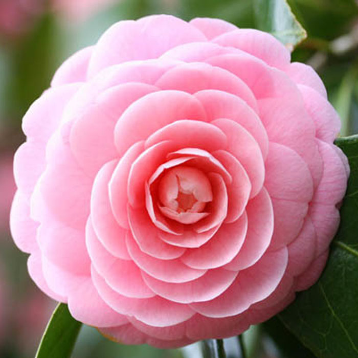 Double Camellia flower seeds