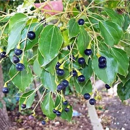 Camphor Tree Cinnamomum camphora evergreen tree featuring glossy green leaves, bronze new growth, and aromatic foliage