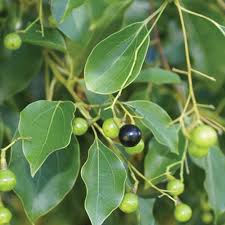 Camphor Tree Cinnamomum camphora evergreen tree featuring glossy green leaves, bronze new growth, and aromatic foliage