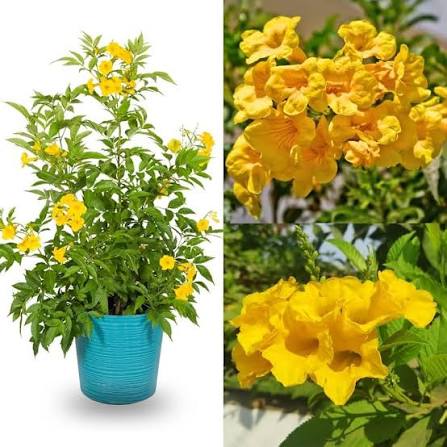 Yellow Trumpet Vine Covering