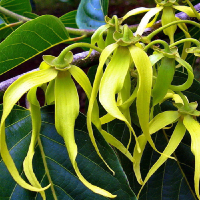 Yellow Cananga Flower Seeds for Planting – Heirloom Non-GMO Garden Seeds