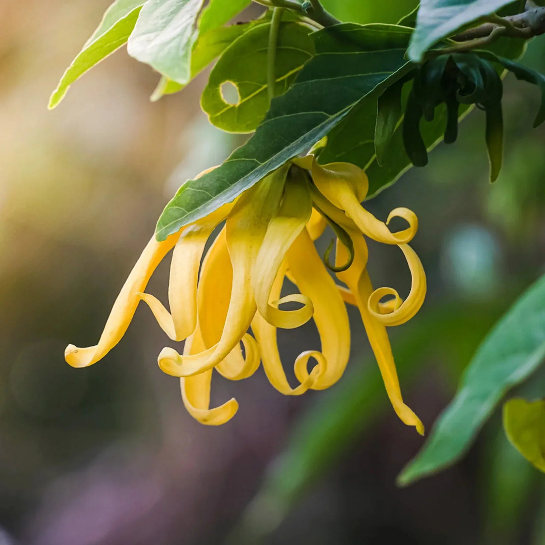 Cananga Odorata flower seeds