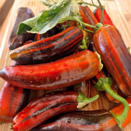 Candy Cane Chocolate Cherry Pepper vegetable seeds for planting sweet variegated peppers