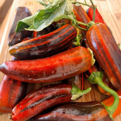 Candy Cane Chocolate Cherry Pepper vegetable seeds for planting sweet variegated peppers
