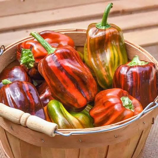 Candy Cane Chocolate Cherry Pepper vegetable seeds for planting sweet variegated peppers