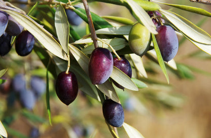 Canino Olive Tree Seeds for Planting – Heirloom Non-GMO Garden Seeds