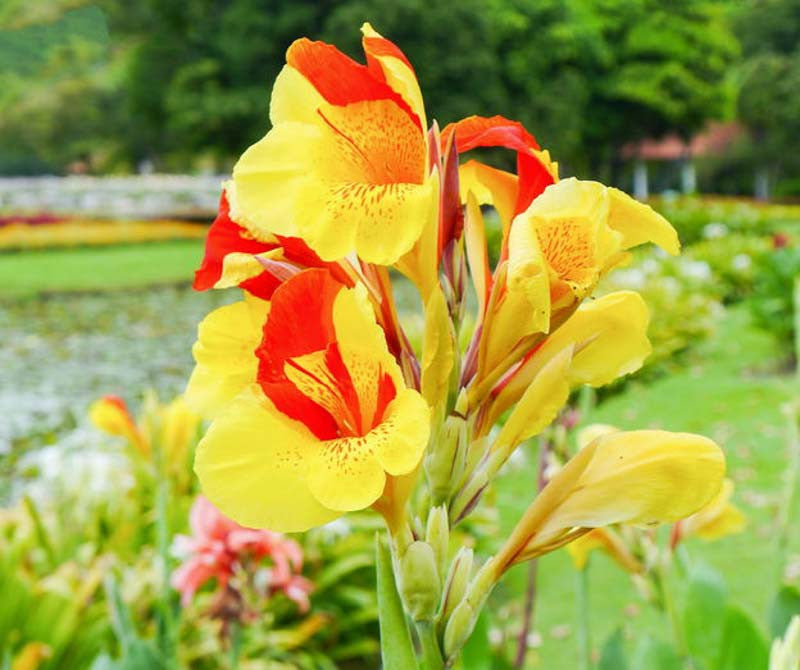 Cleopatra flower seeds