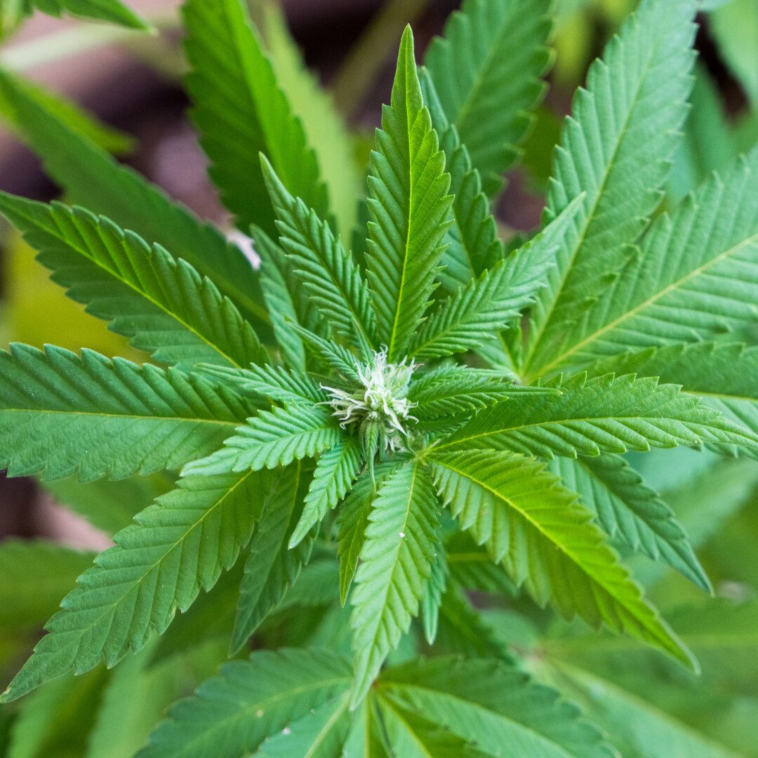 Cannabis sativa herb plant with green palmate leaves growing in a garden setting