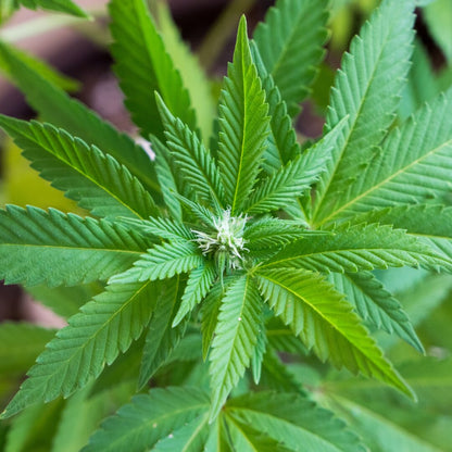 Cannabis sativa herb plant with green palmate leaves growing in a garden setting