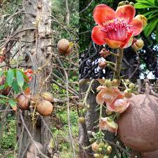 Cannonball Tree Couroupita guianensis featuring fragrant pink and yellow flowers growing directly from the trunk with large round cannonball-like fruits
