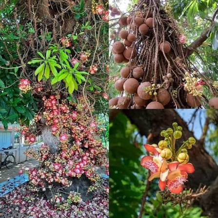 Cannonball Tree Couroupita guianensis featuring fragrant pink and yellow flowers growing directly from the trunk with large round cannonball-like fruits