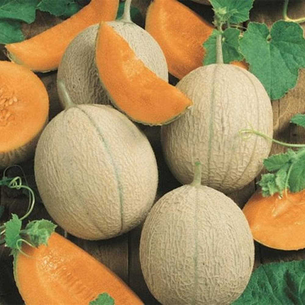 cream yellow cantaloupe seeds