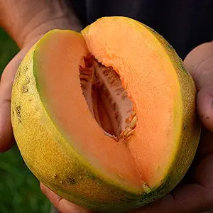 Sweet Cantaloupe Cucumis melo Seeds for Planting – Heirloom Melon Seeds