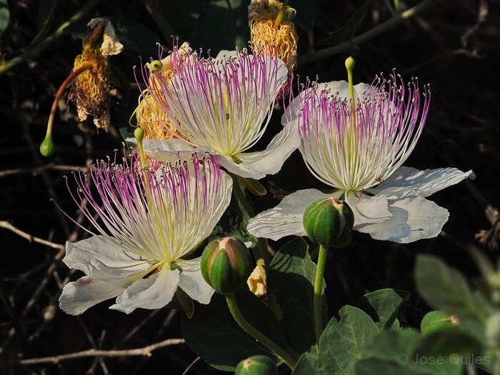 Caper Bush Shrub Seeds for Planting – Heirloom Non-GMO Garden Seeds