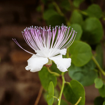 Purple Caper flower seeds