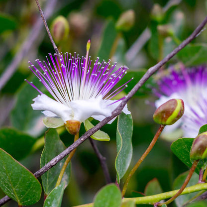 Purple Caper flower seeds
