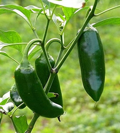 Hybrid Jalapeno Pepper Vegetable Seeds for Planting – Heirloom Non-GMO Garden Seeds