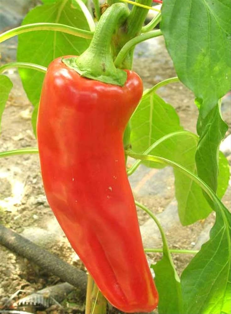 Sweet Marconi Pepper Vegetable Seeds for Planting – Heirloom Non-GMO Garden Seeds