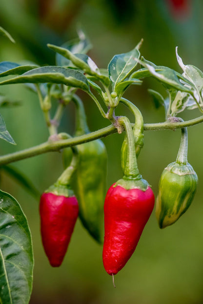 Pepper Seeds