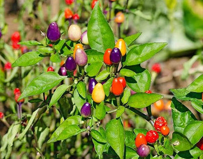 Rainbow Bell Pepper Vegetable Seeds for Planting – Heirloom Non-GMO Garden Seeds