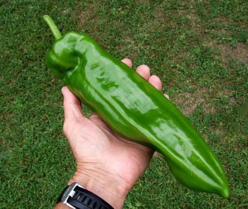 Italian Sweet Pepper Vegetable Seeds for Planting – Heirloom Non-GMO Garden Seeds