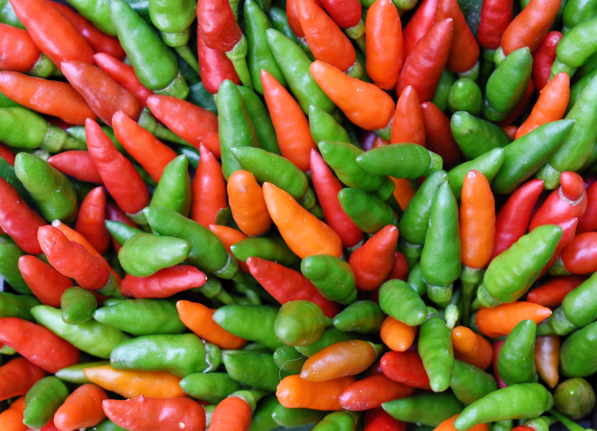 Capsicum frutescens chili pepper plant with green leaves and colorful ripening peppers growing in a sunny home vegetable garden.