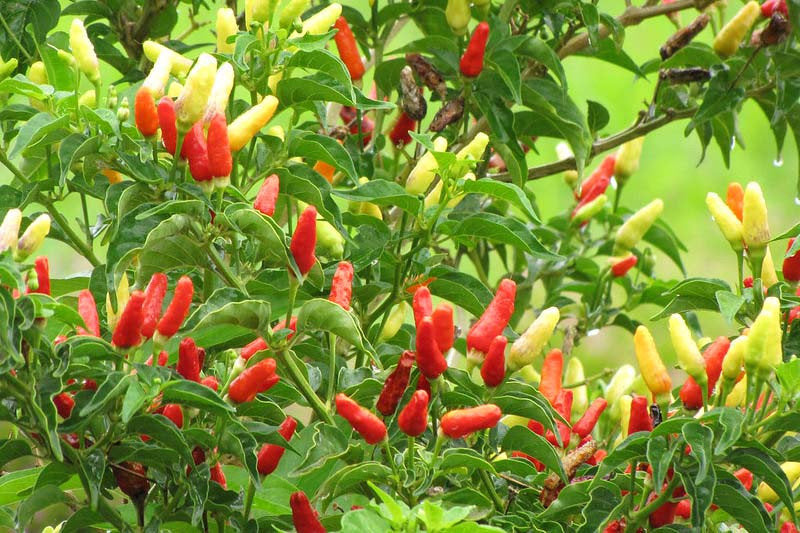 Capsicum frutescens chili pepper plant with green leaves and colorful ripening peppers growing in a sunny home vegetable garden.