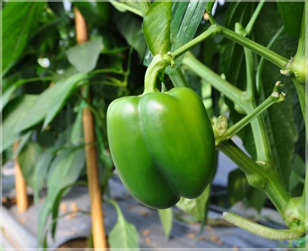 Capsicum Pepper Seeds