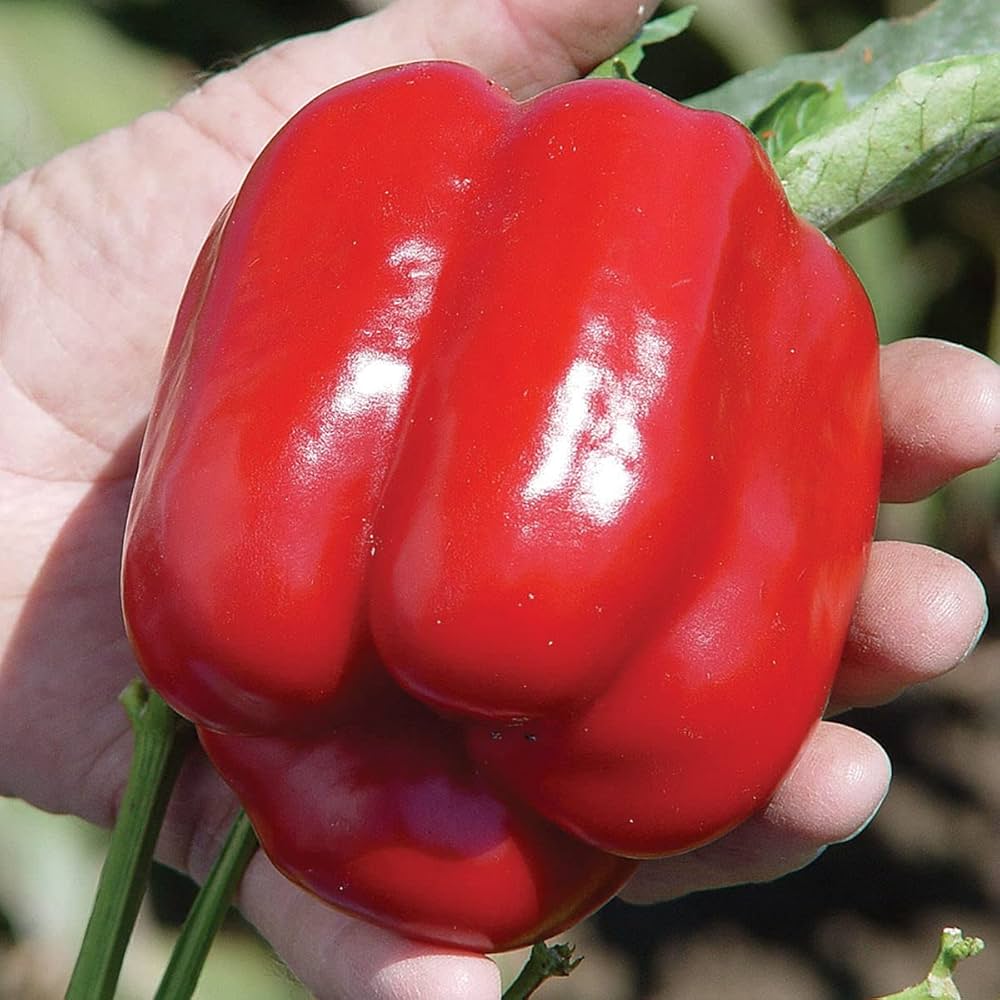 pepper seeds