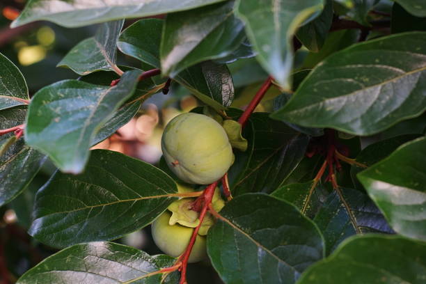 Caqui fruit seeds for planting, representing the persimmon fruit tree with green foliage and orange ripe fruits in a home garden.