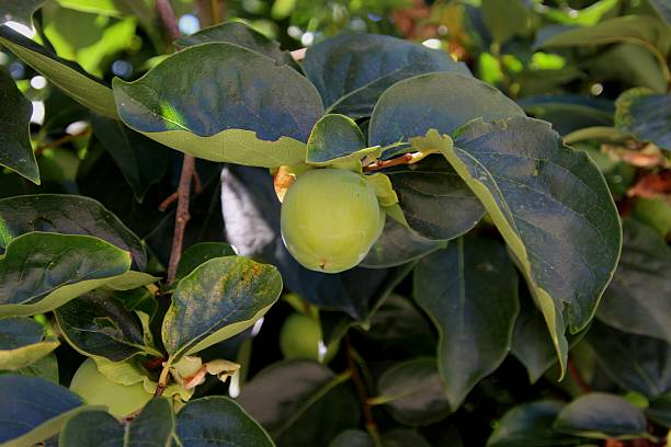 Caqui fruit seeds for planting, representing the persimmon fruit tree with green foliage and orange ripe fruits in a home garden.