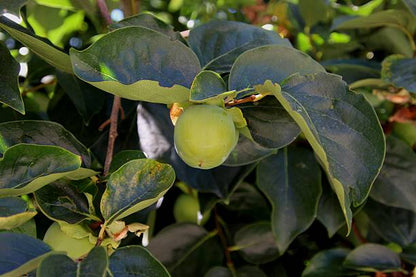 Caqui fruit seeds for planting, representing the persimmon fruit tree with green foliage and orange ripe fruits in a home garden.