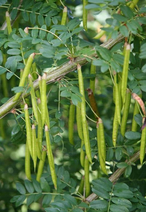 Caragana Tree Seeds