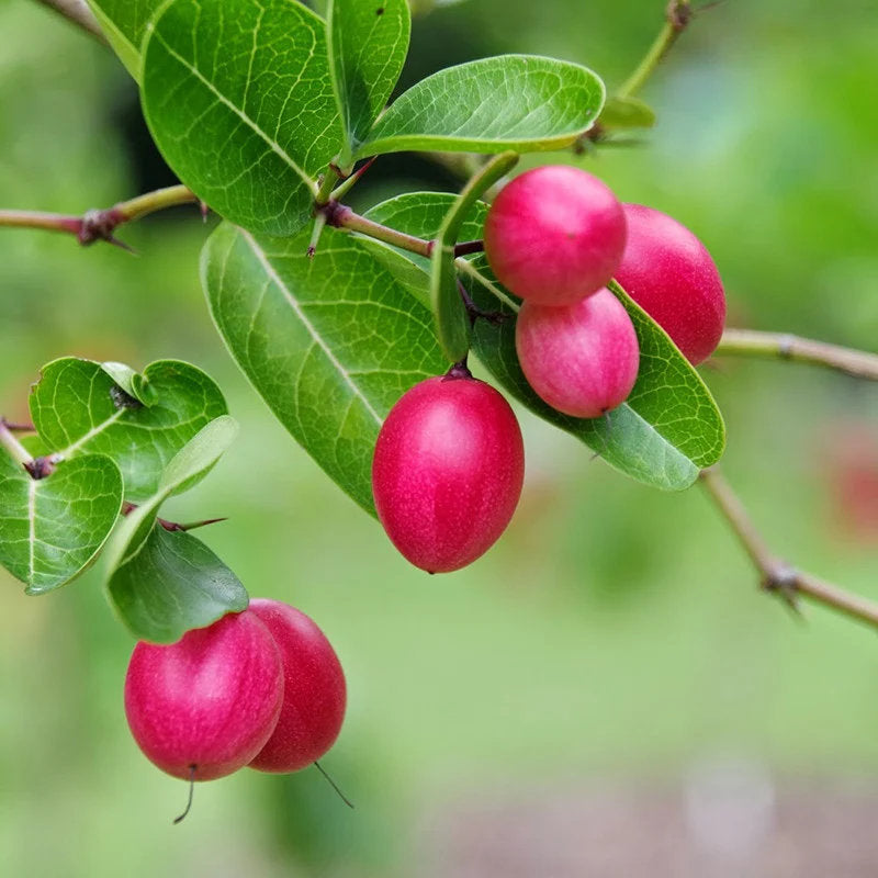 Carandas cherry fruit plant with glossy green leaves, thorny branches, and clusters of ripening red and dark purple berries.