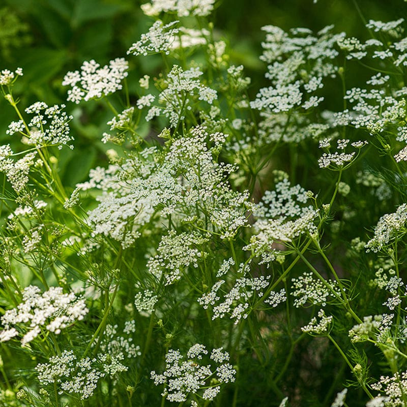 Caraway flower seeds