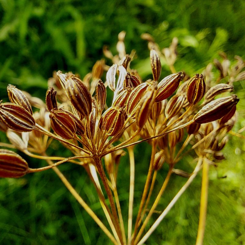 Caraway Herb Seeds for Planting – Heirloom Non-GMO Garden Seeds