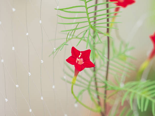 Red Cardinal Climber flower vine with scarlet-red blooms and feathery green foliage