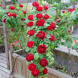 Red Climber Flower Seeds for Planting with vibrant red Cardinal Climber flowers