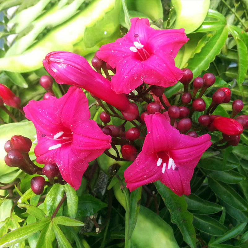 Cardinal Climber flower seeds