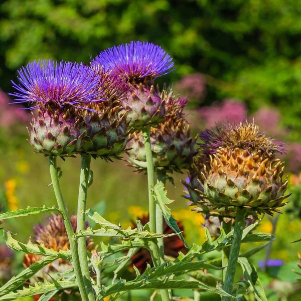 Cardo Gigante flower seeds