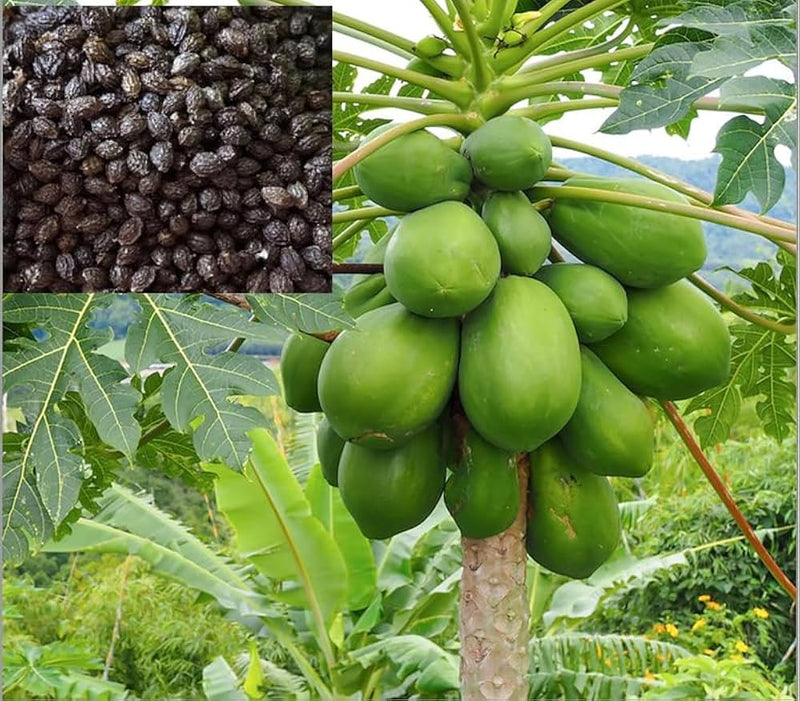 Papaya Carica papaya Fruit Seeds for Planting – Heirloom Non-GMO Garden Seeds